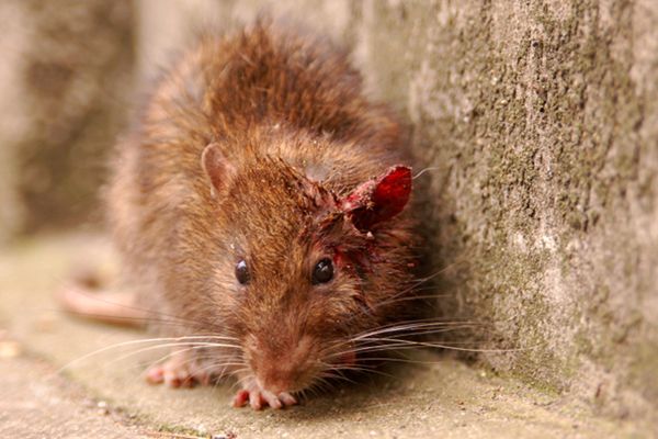 Sezonowe przygnębienie dopada szczury na wiosnę