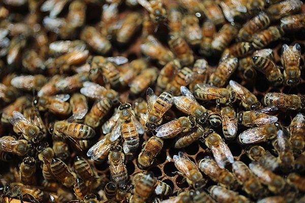 Ogromny rój pszczół zaatakował farmę w Teksasie