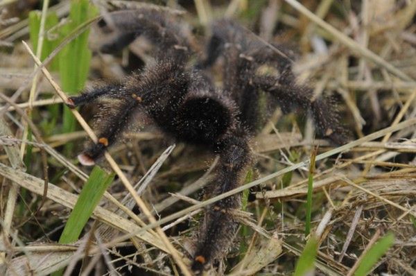 Fikcyjna ucieczka jadowitych pająków w Będzinie. Policja szuka autora żartu