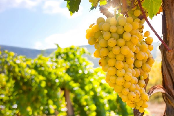 Globalne ocieplenie może zaszkodzić przemysłowi winiarskiemu