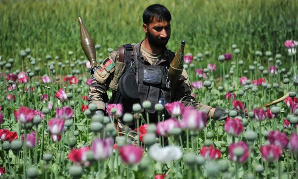 ONZ: od trzech lat rośnie produkcja opium w Afganistanie