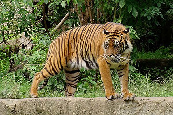 Pijany mężczyzna wszedł na wybieg dla tygrysów w zoo