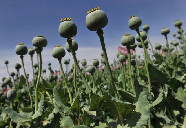 ONZ: produkcja opium w Birmie wciąż rośnie