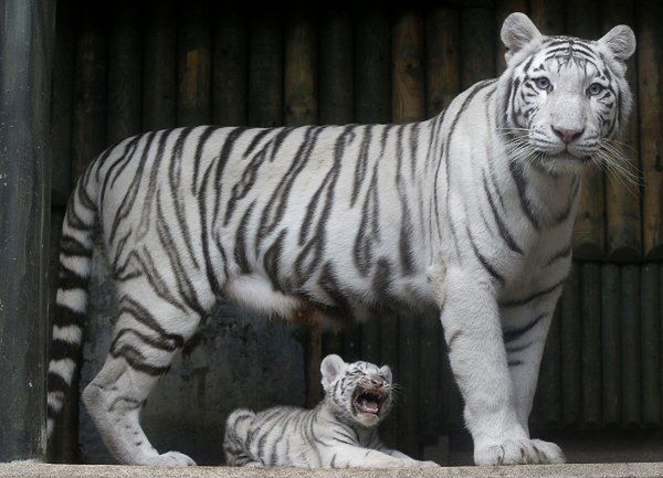 Biały tygrys zaatakował pracowników zoo w Libercu w Czechach