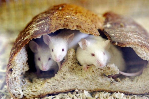 Rosja: czy myszy mogą wykrywać narkotyki i materiały wybuchowe?
