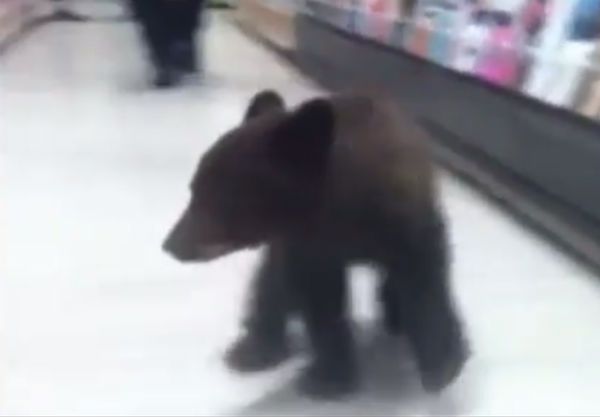 Niedźwiadek zabłądził w sklepie w Oregonie