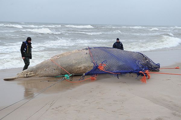 Podniesiono martwego wieloryba znalezionego na plaży w pobliżu Unieścia