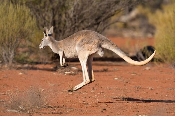 Kangur w aptece na lotnisku w Melbourne