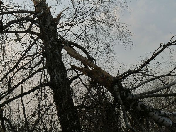 Zeznania właściciela działki w Smoleńsku: skrzydło przerąbało drzewo na dwie części