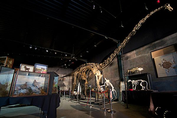 Szkielet dinozaura sprzedany na aukcji za 400 tys. funtów