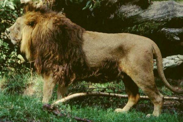 33 lwy uratowane z cyrków przewieziono do rezerwatu w RPA