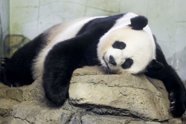 Nie żyje jedna z dwóch młodych pand z zoo w Waszyngtonie