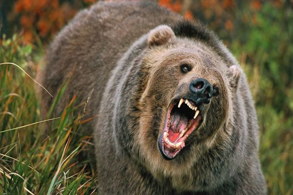 Rosyjski gaz na niedźwiedzie. Wynalazek z Syberii