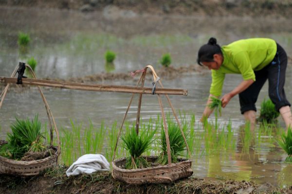 Azjatycki spichlerz ryżowy wysycha