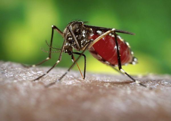 Na Maderze wzrasta liczba chorych na dengę