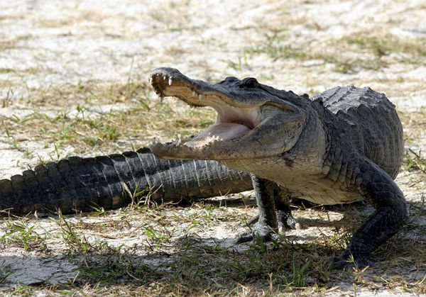 Tragiczny wypadek w USA - aligator odgryzł rękę nastolatkowi