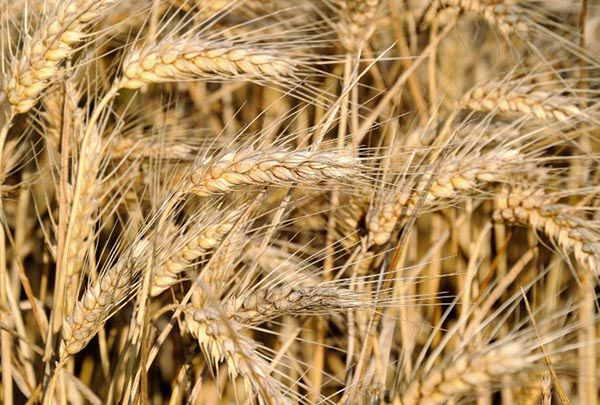 Sankcje i niskie plony zmusiły rząd Iranu do importu pszenicy