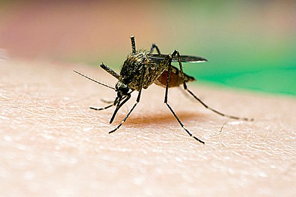 Komary mogą przenosić w Polsce dirofilariozę