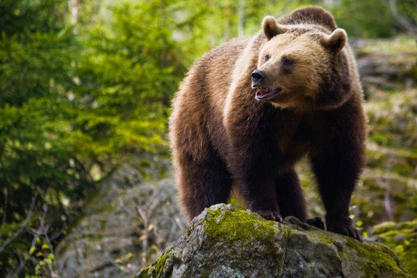Ranny niedźwiedź grasuje w Tatrach