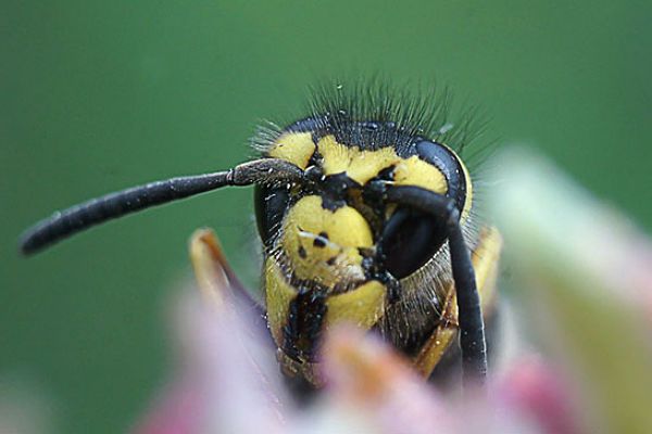 Co robić, kiedy użądli pszczoła? Porady eksperta