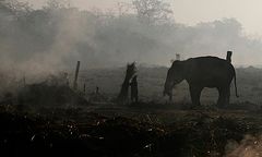 Dzikie słonie wtargnęły do wsi i zabiły trzy osoby