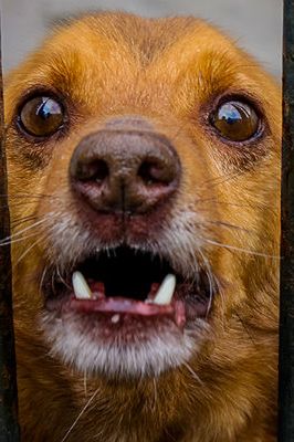 Psi smalec. Przeraźliwy skowyt zarzynanych psów