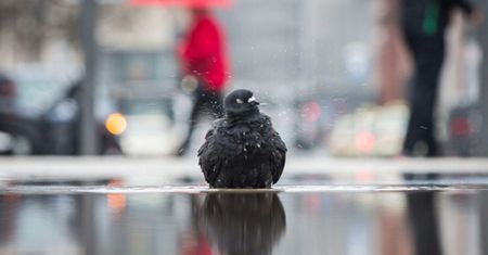 Odwilż, deszcz i silny wiatr - prognoza na weekend