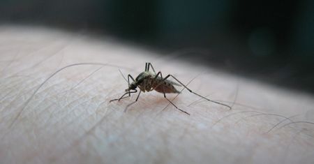 Coraz większa populacja komarów