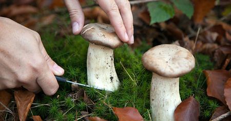GIS: w przypadku zatrucia grzybami ważna jest szybka reakcja