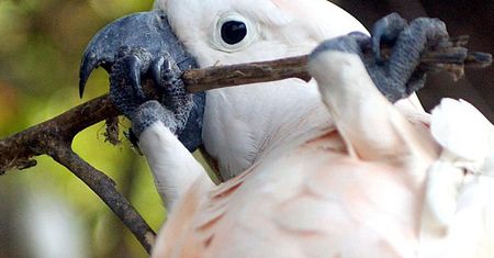 Ptaki zaciemniły australijskie miasto. Wszystko przez suszę