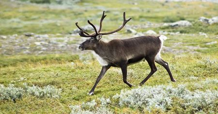 W Norwegii znaleziono 300 martwych reniferów