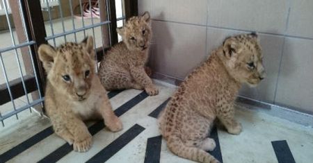 W gdańskim Zoo urodziły się trzy małe lwy