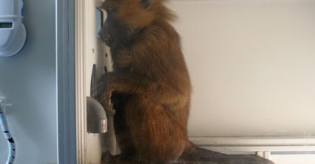 Czy pawiany mogą nauczyć się czytać?