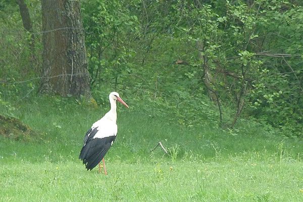 Polscy przyrodnicy bronią bocianów w Libanie