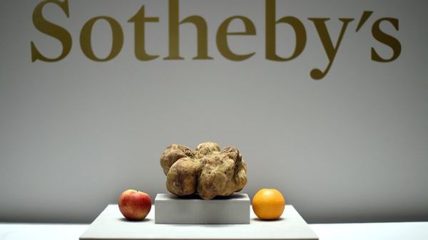 Białe trufle są najdroższe i uważane za najsmaczniejsze