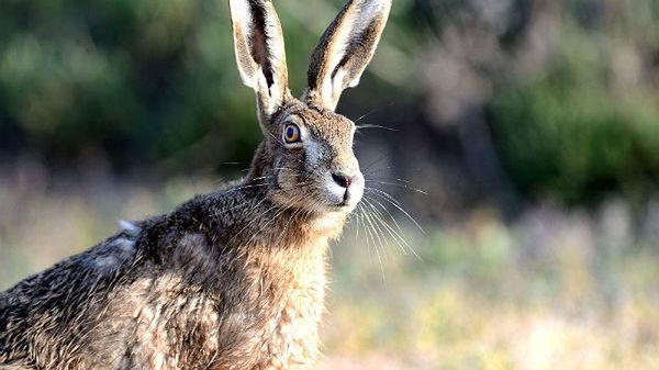 Zając - podobnie jak królik, nie powinien być obdzierany ze skóry na oczach dzieci
