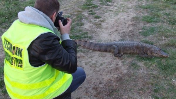 W kwietniu 2012 r. policjantów wezwano do krokodyla, na którego natrafił w Warcie jeden z wędkarzy.