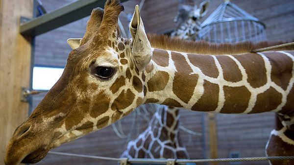 Żyrafa Marius, którą zastrzelono w zoo w Kopenhadze