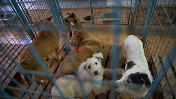 Bezpańskie zwierzęta są trute i usypiane