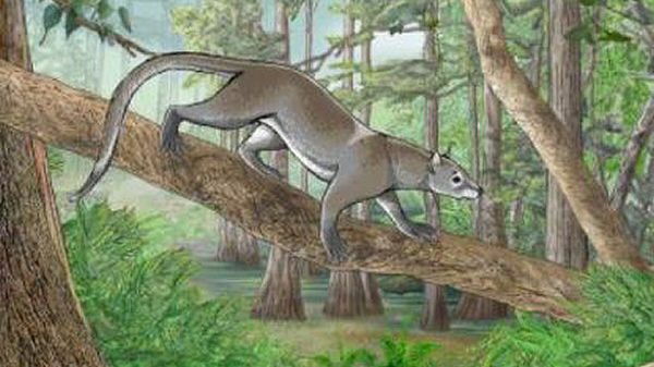 Rekonstrukcja Dormaalcyon latouri