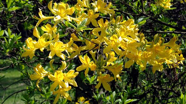 Azalia pontyjska (różanecznik żółty)