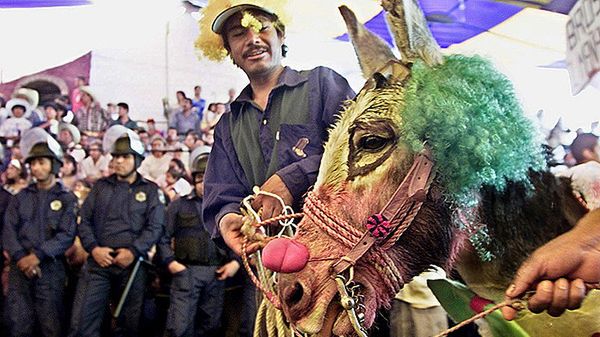 Osioł podczas Dnia Osła