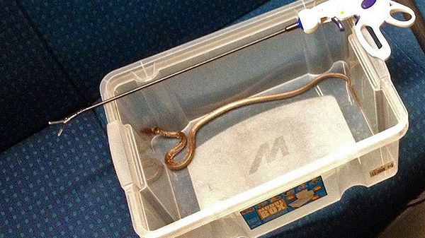 Wąż znaleziony w pociągu