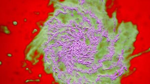 Obraz z symulacji FIRE pokazujący rozmieszczenie gazu w galaktyce. Kolor purpurowy wskazuje na zimny gaz molekularny i atomowy, zielony na gaz zjonizowany, a czerwony to gorący gaz w halo wokół galaktyki.