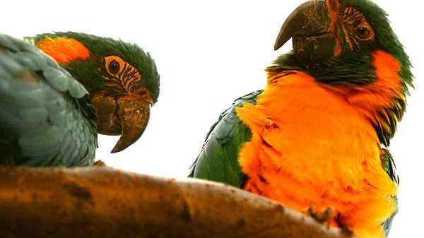 Dwie papugi - ary szafirowe - z Miejskiego Ogrodu Zoologicznego w Płocku