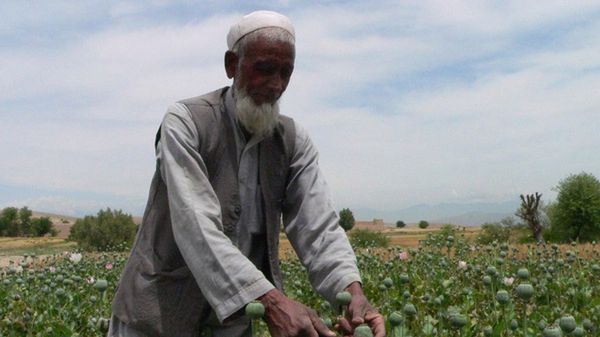 Afgańczyk na polu maku