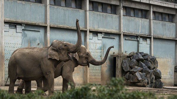 Słonie Baby i Nepal