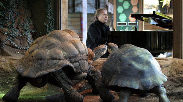 Żółwie Dirk i Polly słuchają Richarda Claydermana