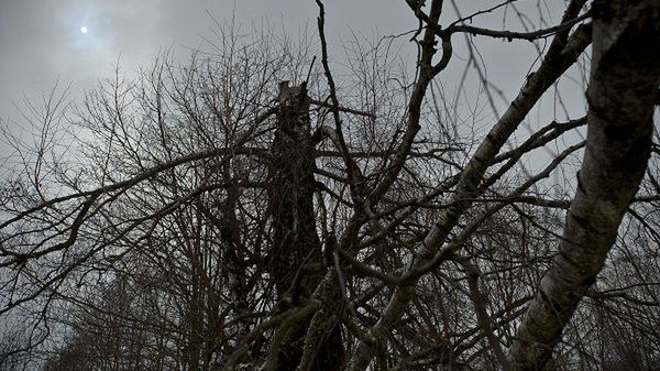 Złamana brzoza, o którą zaczepił skrzydłem samolot Tu-154M