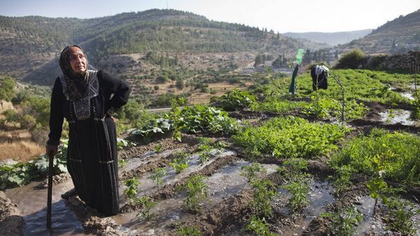 Tarasy uprawne w Battir